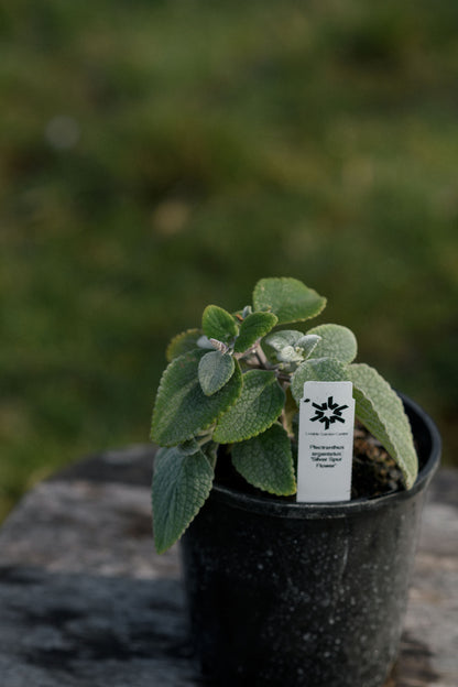 A small Silver Spurflower leafy plant in a black plastic nursery pot with a white plant tag, photographed outdoors on a stone surface with a blurred green background.