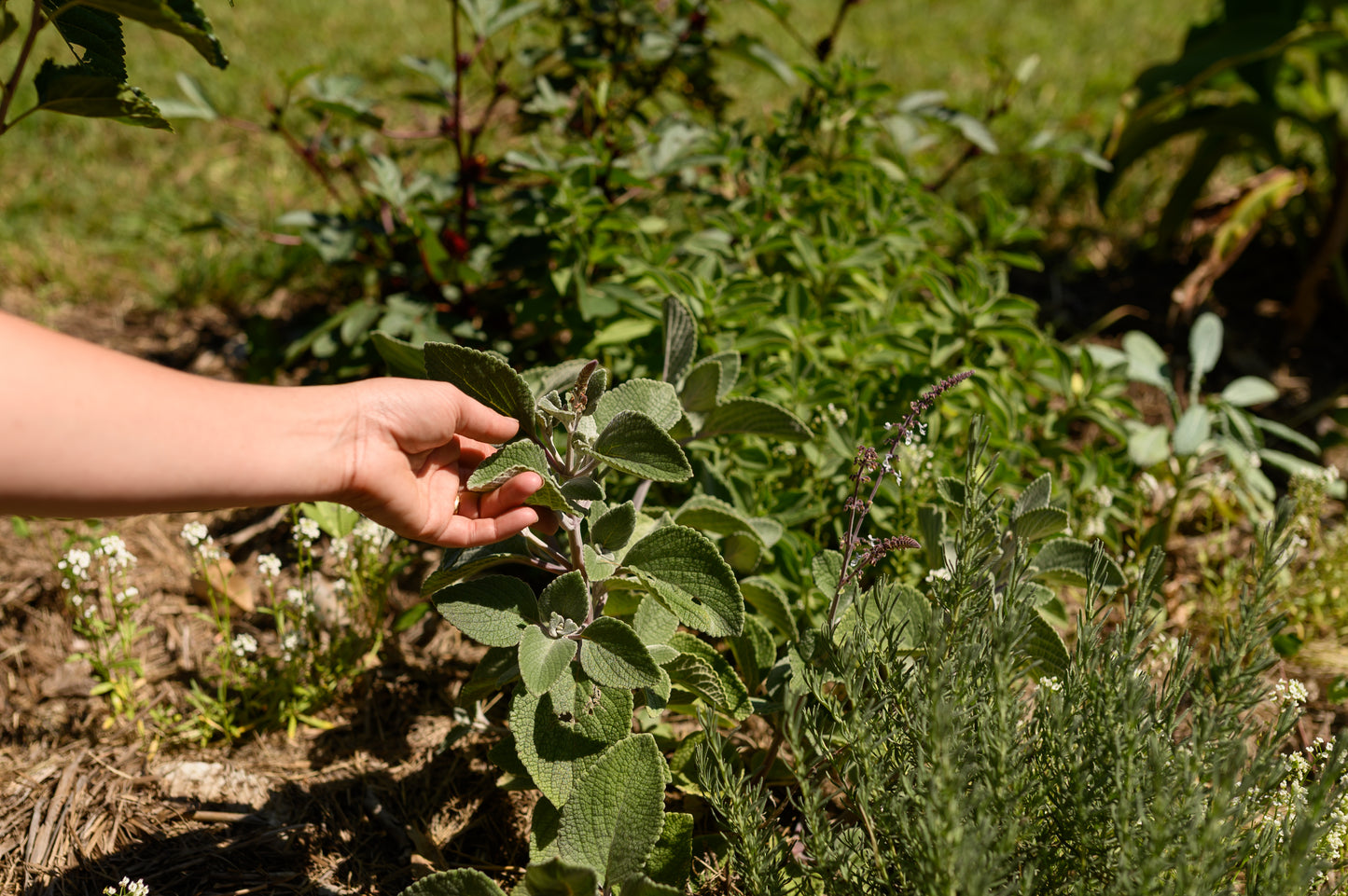 A close-up outdoor shot of a person's hand gently touching the leaves of a Bush Basil herb plant in a garden bed.