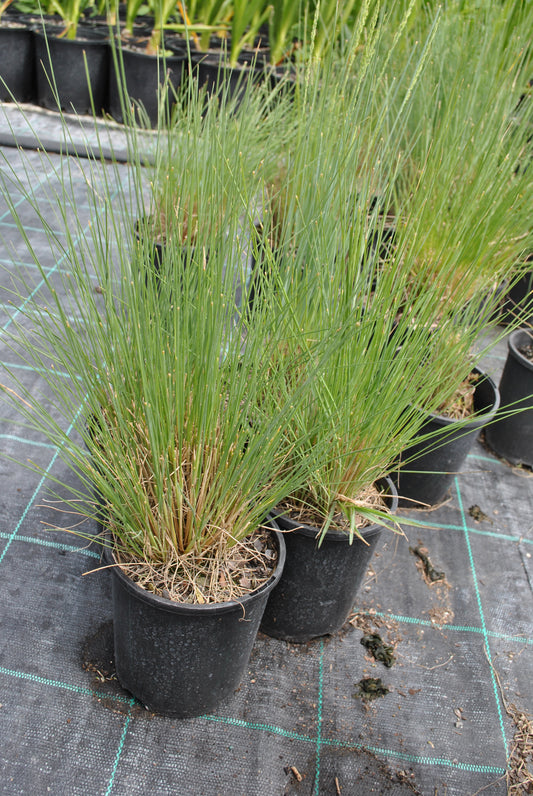 Clusters of Poa labillardieri, or Common Tussock-grass, growing in black nursery pots with vibrant green foliage.