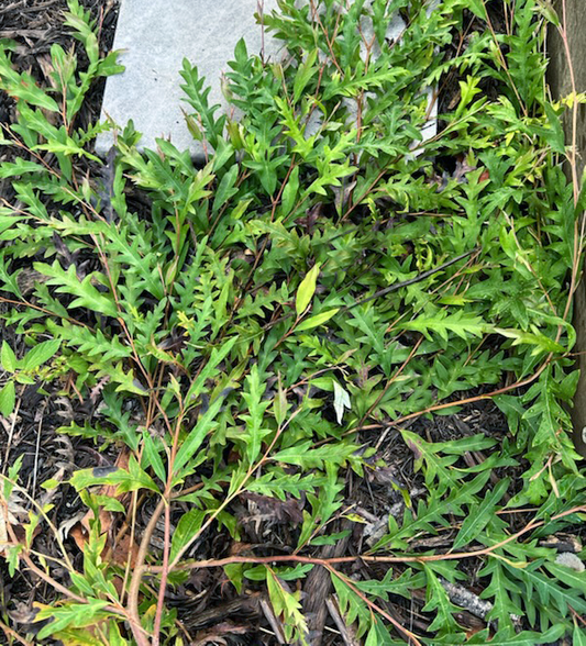 Grevillea Poorinda Royal Mantle