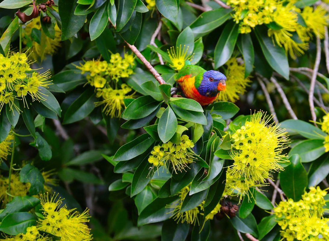 A colorful rainbow lorikeet perches among lush, dense green leaves and striking clusters of fluffy, bright yellow flowers—ideal for wildlife gardens. These vibrant blooms attract birds and pollinators, adding beauty and life to any outdoor space.