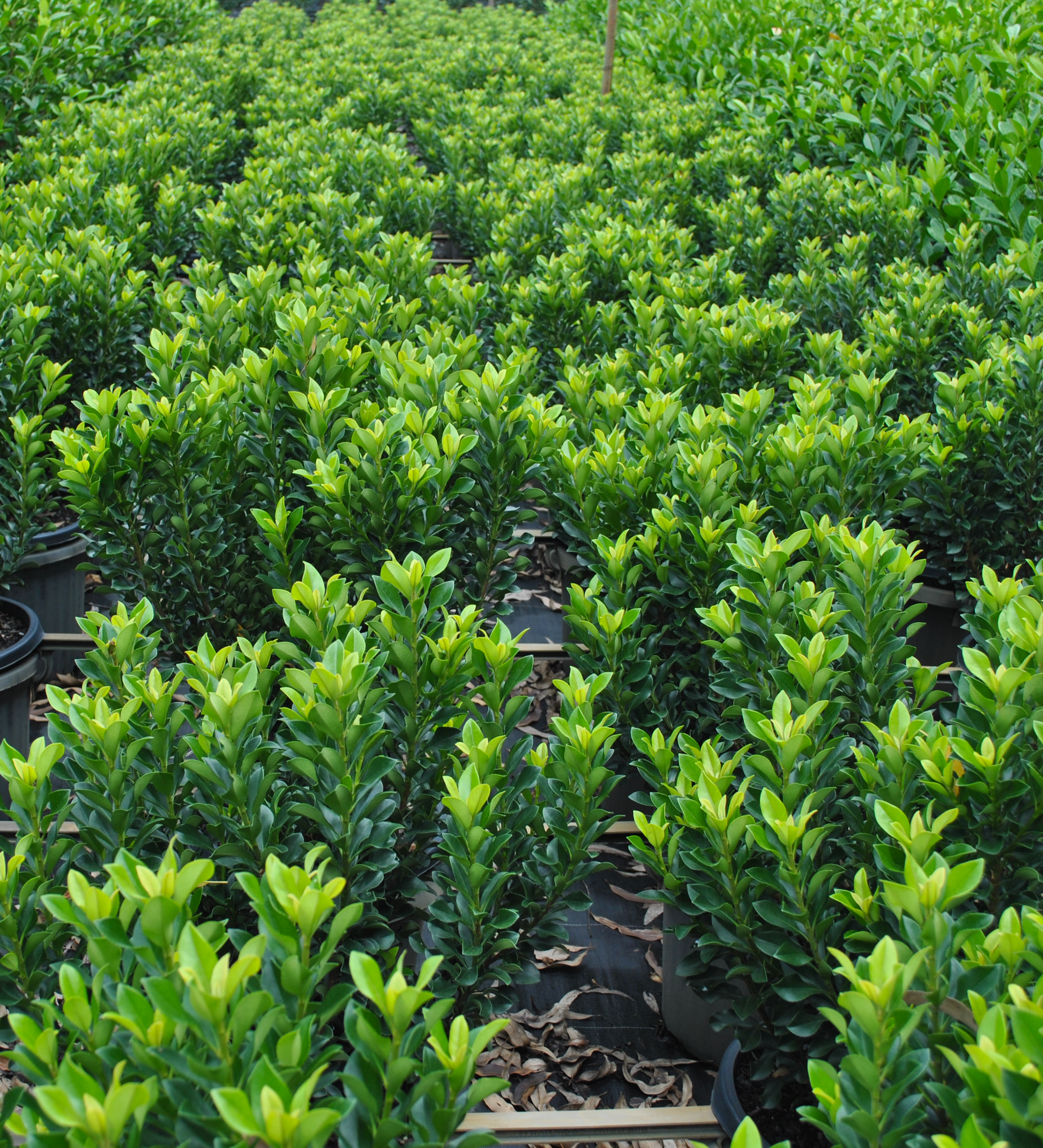 Extensive display of Rhaphiolepis 'Snow Maiden' in a nursery setting, highlighting the dense and vibrant green foliage, perfect for adding evergreen beauty to Australian gardens.