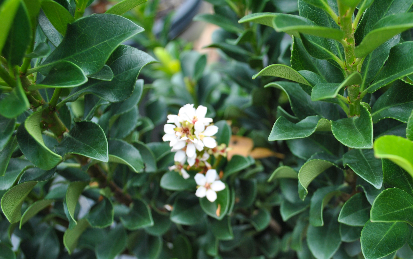 Close-up view of a Rhaphiolepis 'Snow Maiden' flower, showcasing delicate white blooms against dark green, glossy leaves, suitable for temperate Queensland gardens.