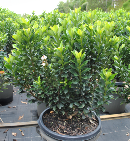 Potted Rhaphiolepis 'Snow Maiden' showing healthy green foliage and a single white flower cluster, ideal for eco-friendly landscapes in South East Queensland.