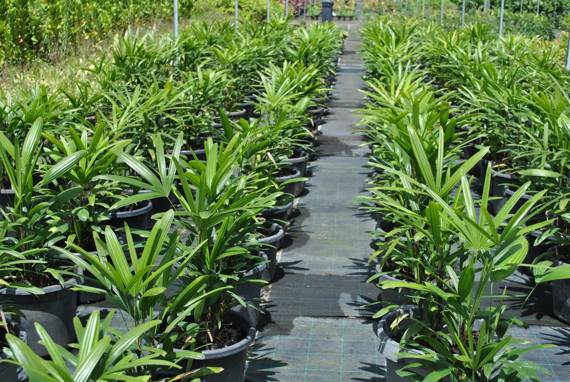 A pathway lined with multiple Rhapis excelsa plants in black pots, showcasing the dense foliage of this popular indoor palm, set in a vibrant plant nursery.