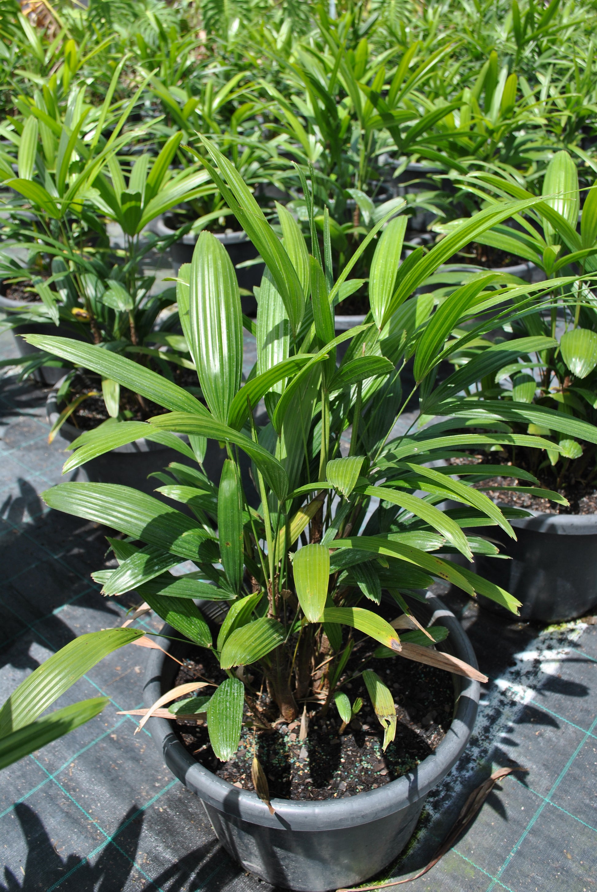 Close-up of a single Rhapis excelsa plant in a black pot, displaying its lush green, fan-like leaves, ideal for indoor air purification, in a nursery setting.