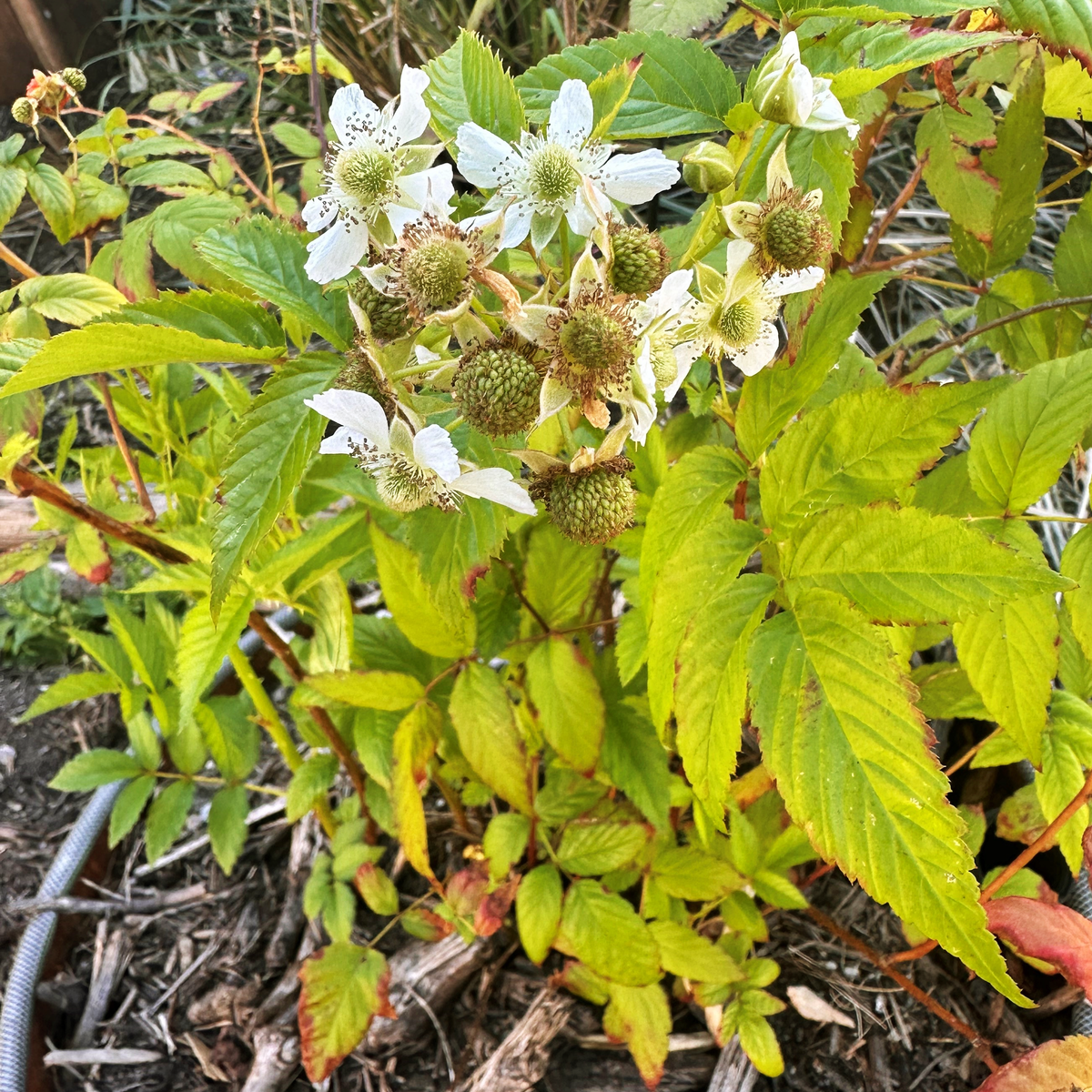 Texas Native Raspberry Native Raspberry (Rubus moluccanus) – Livable Garden Centre