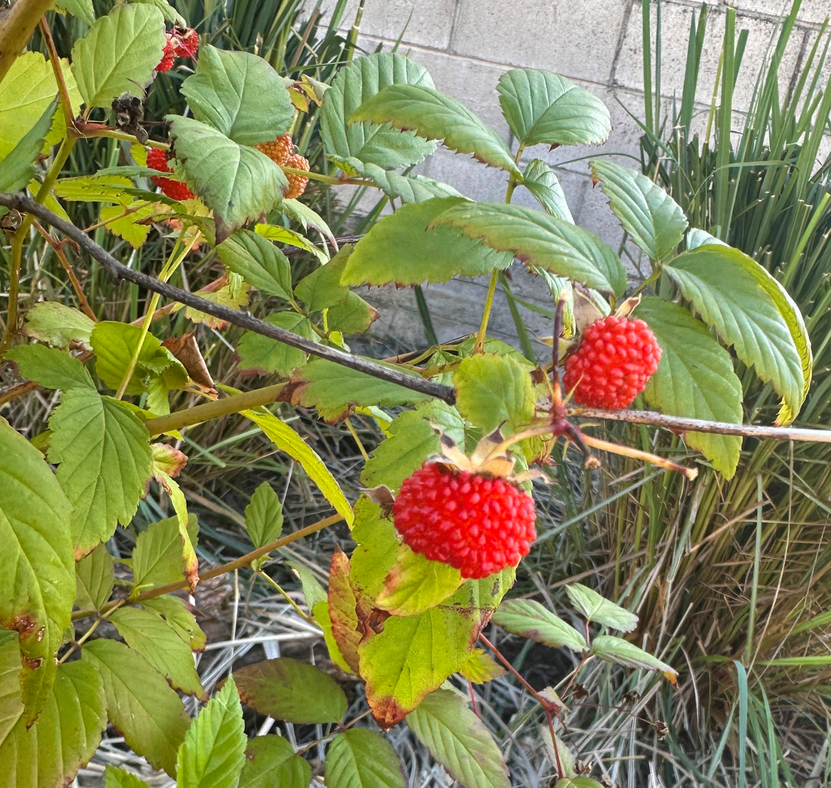 Australian Raspberry Bush Native Raspberry (Rubus moluccanus) – Livable Garden Centre