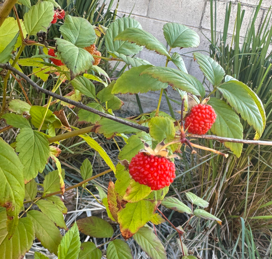 Bright red, ripe Rubus moluccanus (Native Raspberry) fruit hanging on a branch in a garden setting, surrounded by green leaves with slight browning at the edges. Perfect for Australian native gardens.