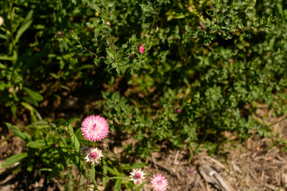 Pink strawflowers blooming among green foliage in a natural outdoor setting.