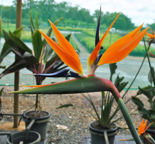 Side view of a Strelitzia Reginae flower against a nursery backdrop, highlighting its unique bird-like appearance with brilliant orange and purplish-blue hues.