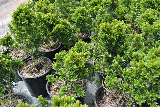 Pots of Syzygium 'Tiny Trev' arranged neatly, showcasing dense green foliage. This dwarf variety of Syzygium is ideal for small gardens or as a hedge, characterized by its compact growth and vibrant green leaves.