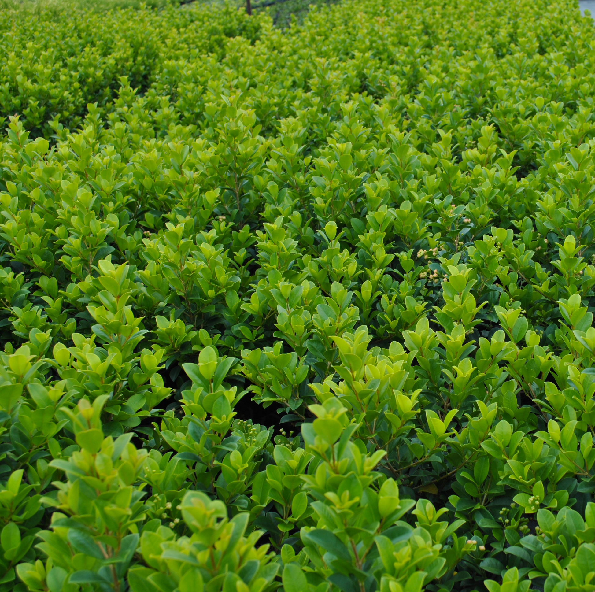 Dense and healthy green Syzygium australe 'Elite' plants in a nursery setting.