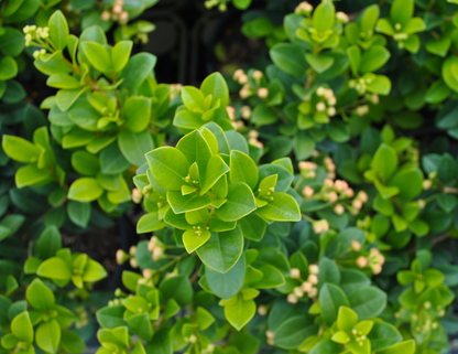 Close-up view of lush green Syzygium australe 'Elite' foliage with clusters of small buds.