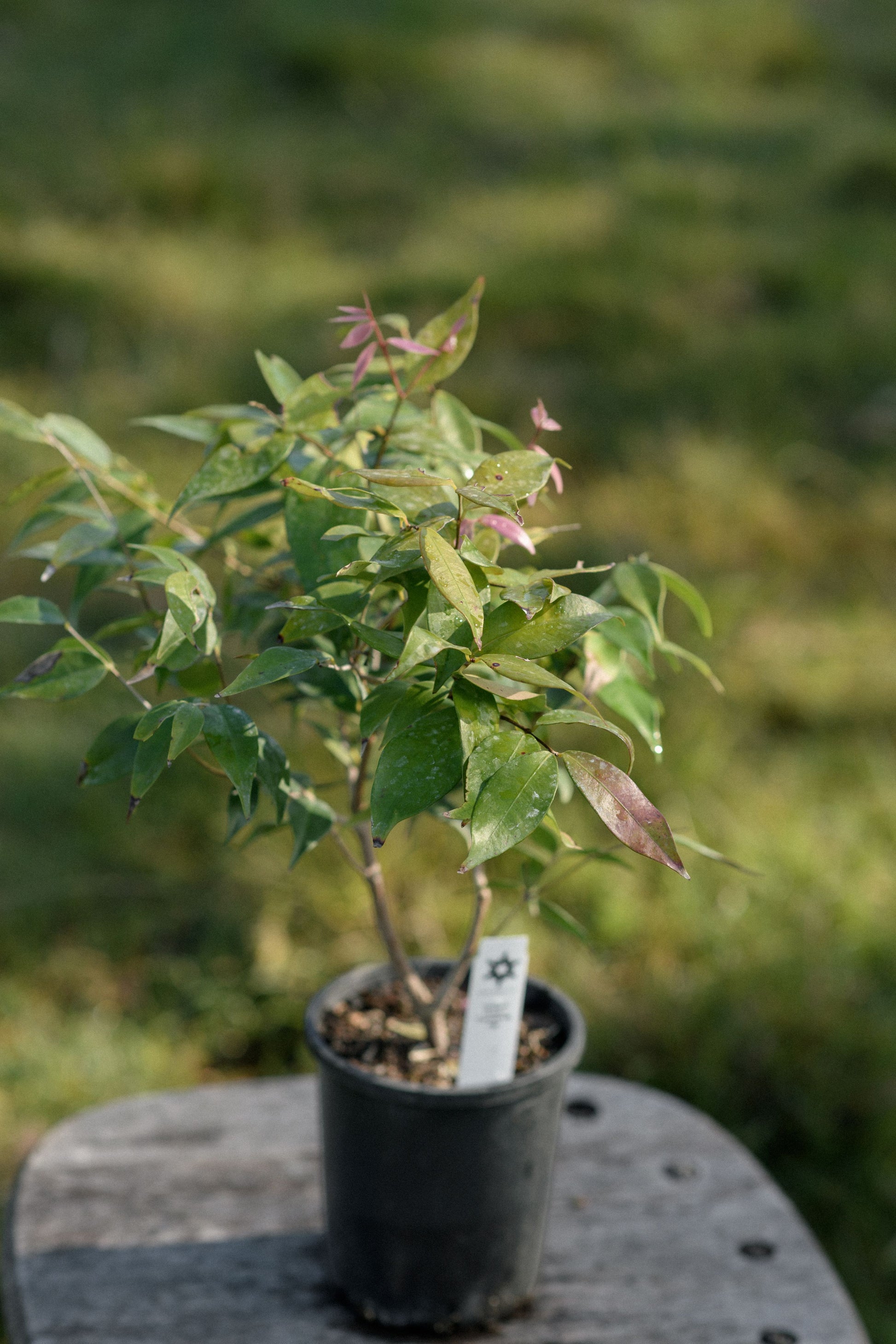 A small potted live plant with green and reddish leaves in a black nursery pot, displayed on a weathered wooden surface with a blurred grassy background.