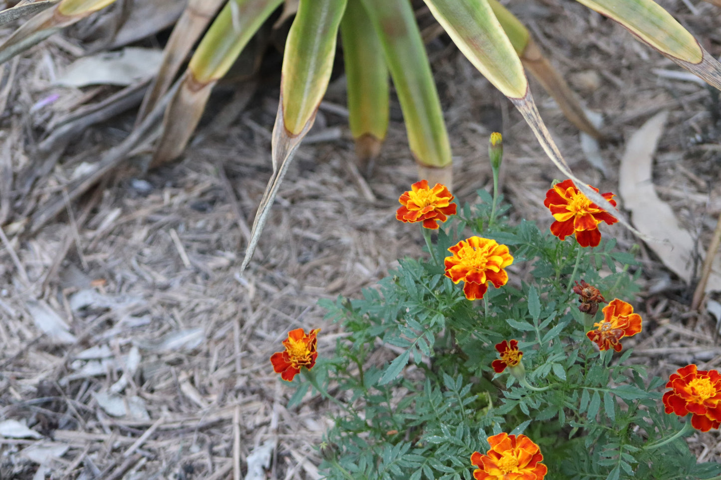 French Marigolds display bold orange and yellow blooms among lush green leaves in the lower right, contrasted by striking long, pointed foliage above. Ideal for wildlife gardens, these marigolds attract pollinators and brighten any space.