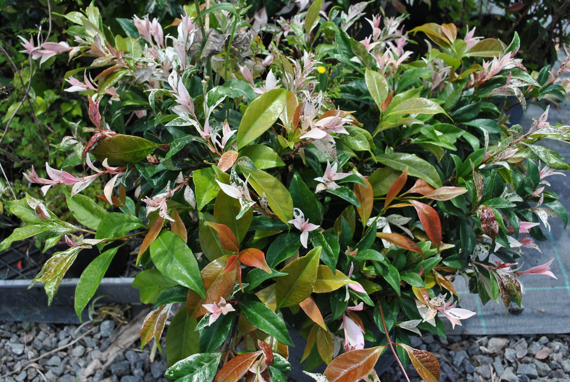 Lush Trachelospermum jasminoides 'Tricolor' showcasing a vibrant display of green, white, and pink variegated leaves, ideal for adding colorful ground cover and vertical interest in subtropical gardens.