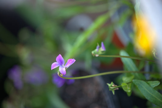Close-up image of Viola betonicifolia, showcasing a delicate purple flower against a softly blurred background. This species, also known as the Showy Violet, displays vibrant petals that add a touch of color to any garden setting.