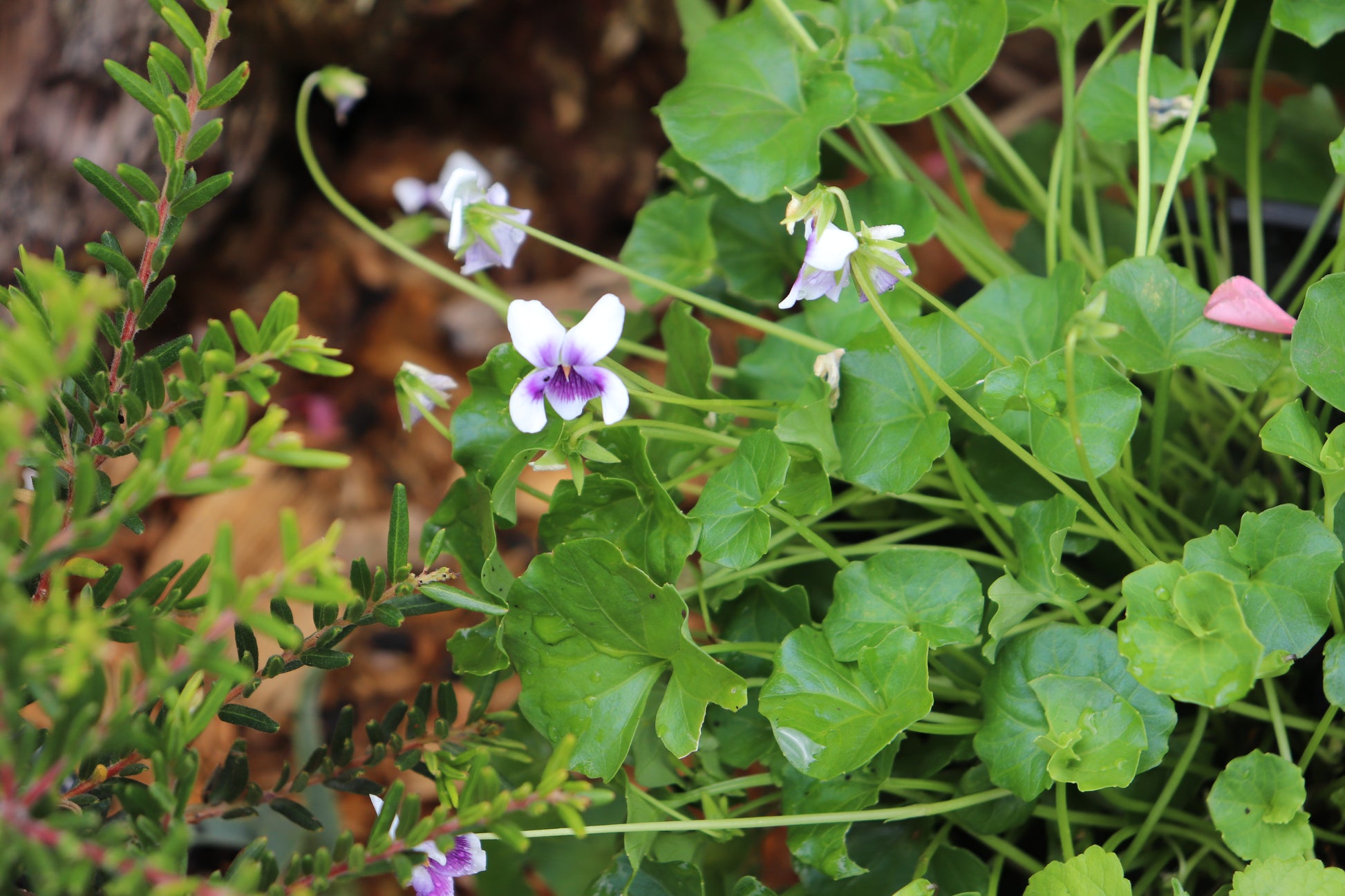 Delicate white and purple Viola Hederacea flowers with lush green leaves