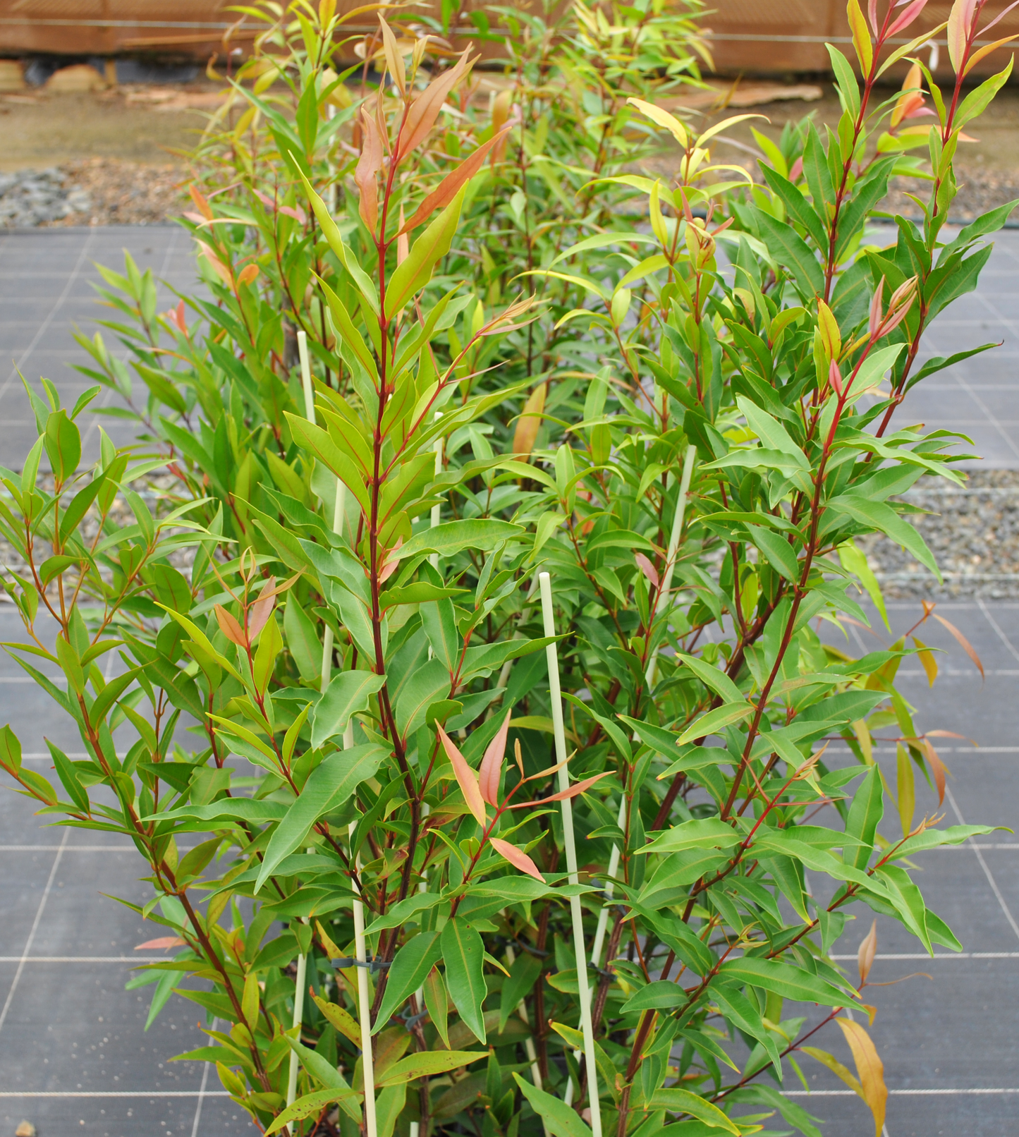 A row of young Weeping Lilly Pilly plants, characterized by their thin green leaves and red-tinged tips, is neatly supported by white stakes on a grid-patterned surface. This Australian native tree variety offers both an enchanting ornamental feature and a practical hedging solution.