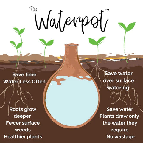 Olla waterpot