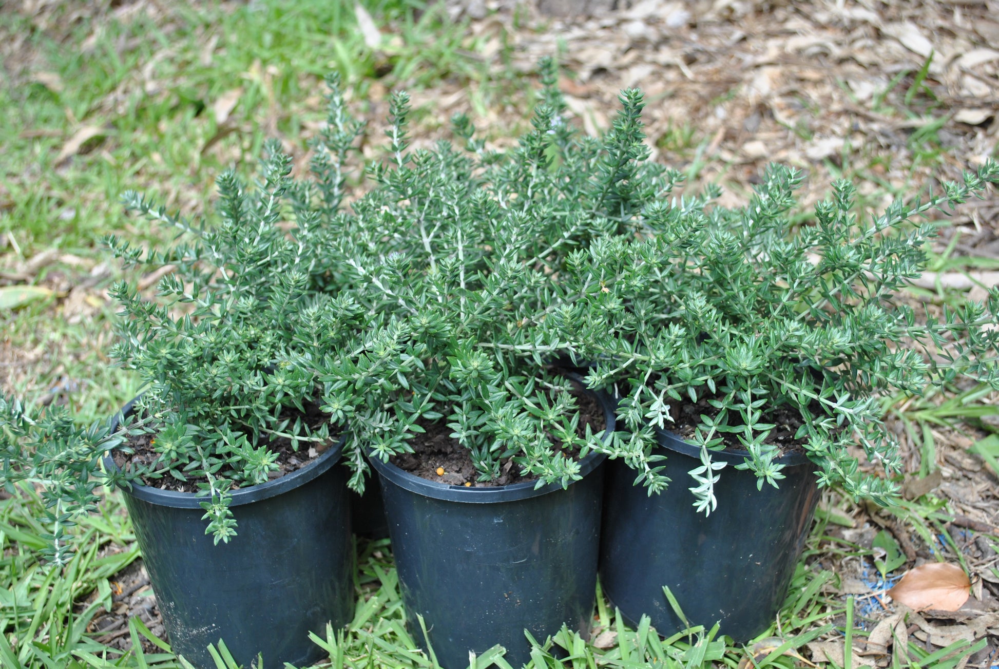 Potted Westringia 'Jervis Gem' showcasing compact and bushy growth with needle-like green leaves, ideal for low-maintenance and water-efficient gardens in South East Queensland.