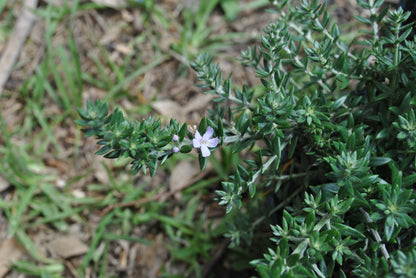 Beautiful delicate purple flowers and small green foliage on Westringia fruticosa Jervis Gem 'Jervis Gem Westringia'