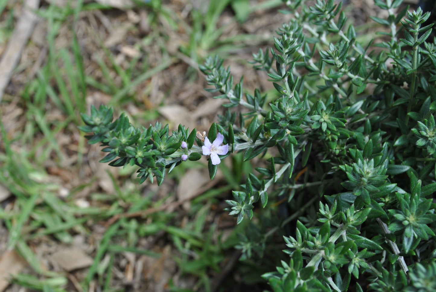 Close-up of Westringia 'Jervis Gem' displaying its small pale lavender flower amid dense, fine-textured green foliage, suitable for drought-tolerant landscaping in Queensland.