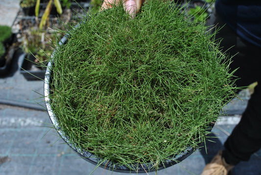 Close-up view of a single pot of Zoysia Tenuifolia, emphasizing its dense and fine grassy texture, perfect for creating a natural, soft lawn alternative in eco-friendly Queensland landscapes.