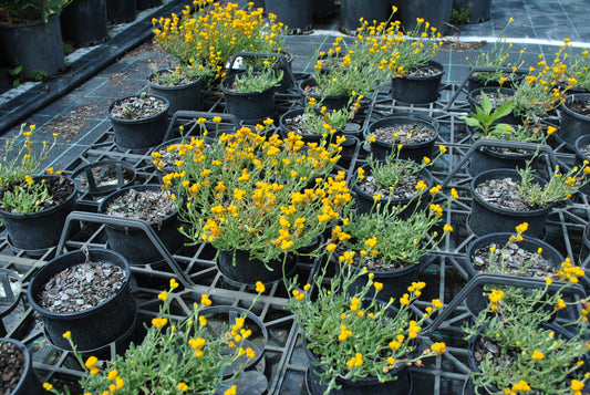 Wide angle view of Chrysocephalum apiculatum plants in a nursery setting, featuring vibrant yellow flowers blooming densely in black pots, arranged on a mesh rack with a subtle green backdrop.
