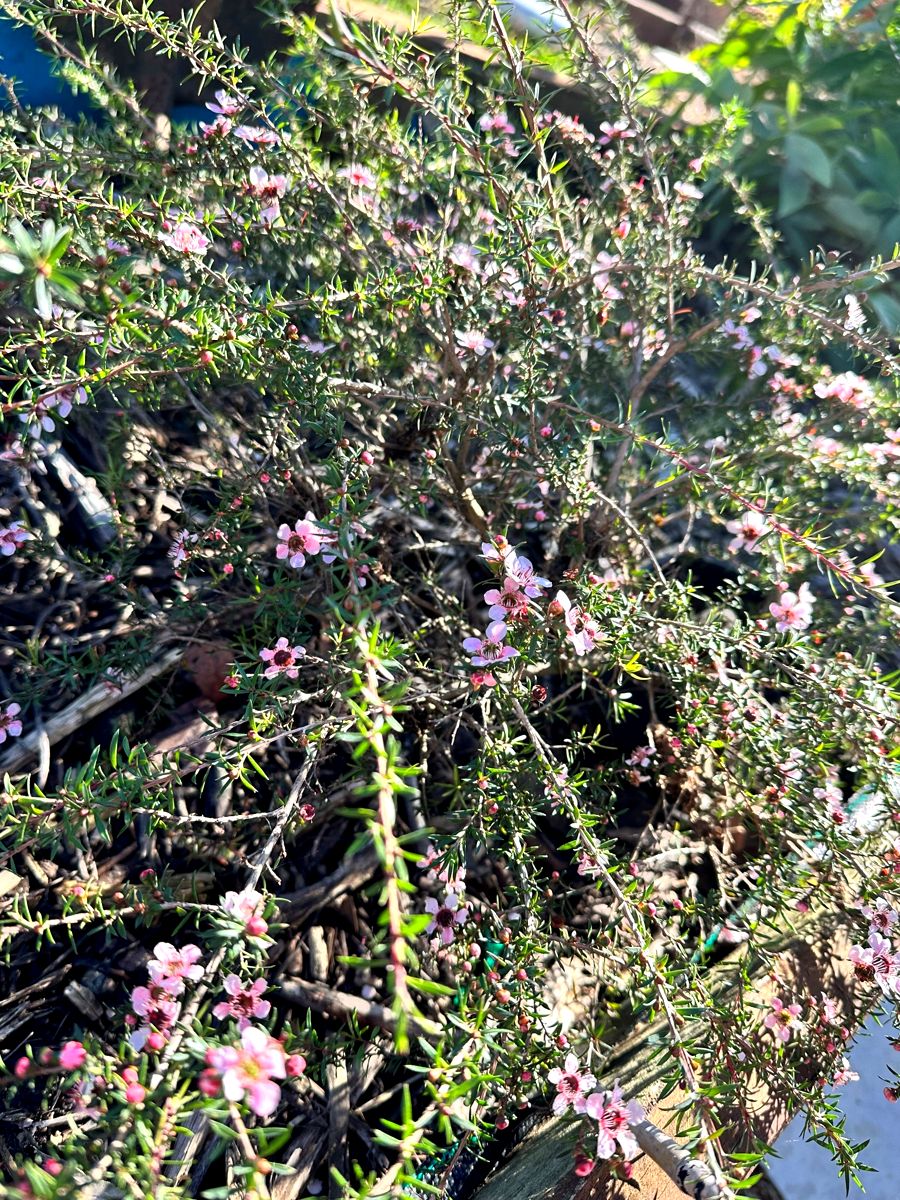 Leptospermum Pink Cascade bush with arching branches and pink flowers.