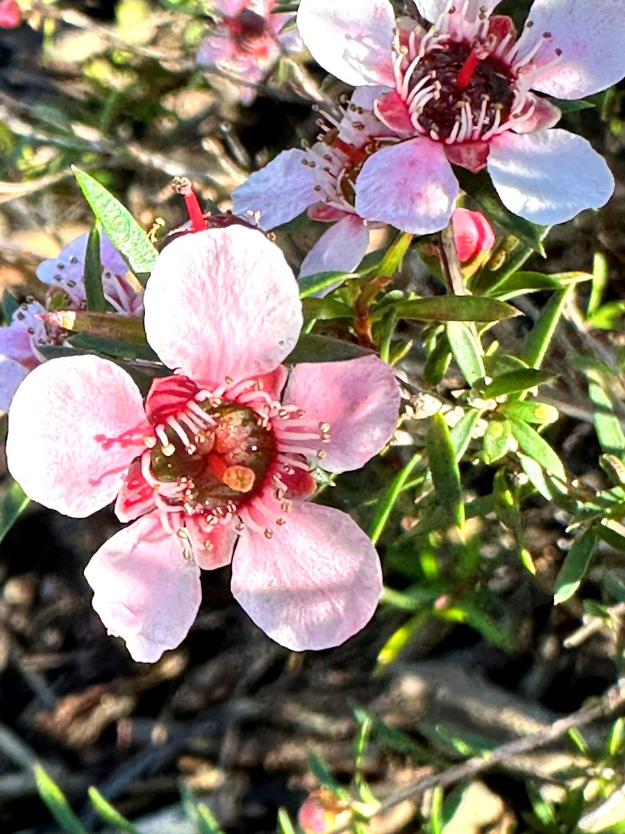 Detailed view of Leptospermum Pink Cascade flower with five petals and dark centre.
