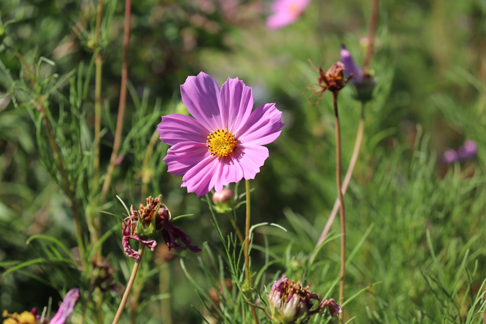 Close up of the purple flower with yellow center Cosmos.