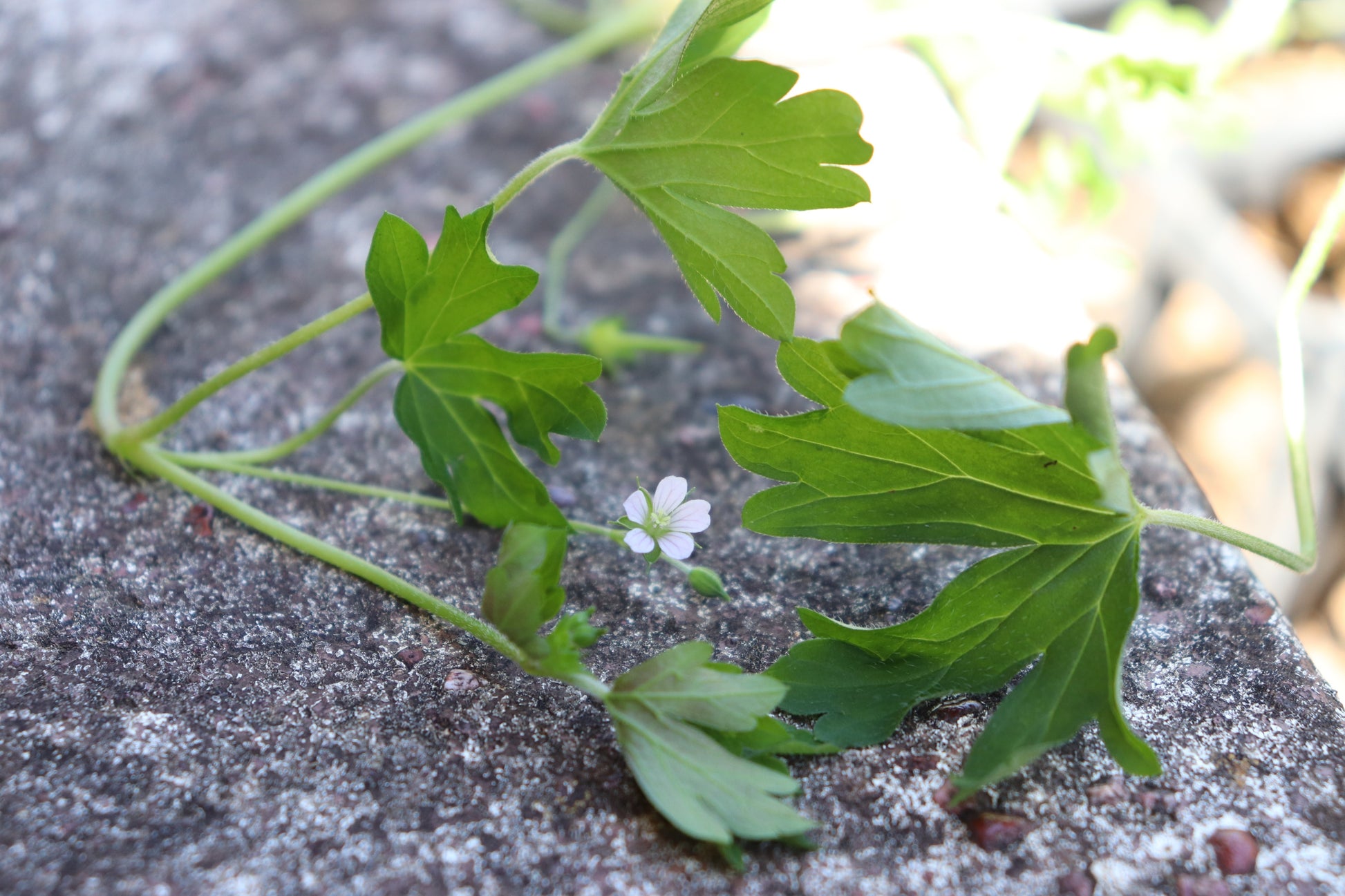 Very small white flower and lovely green foliage on Geranium homeanum