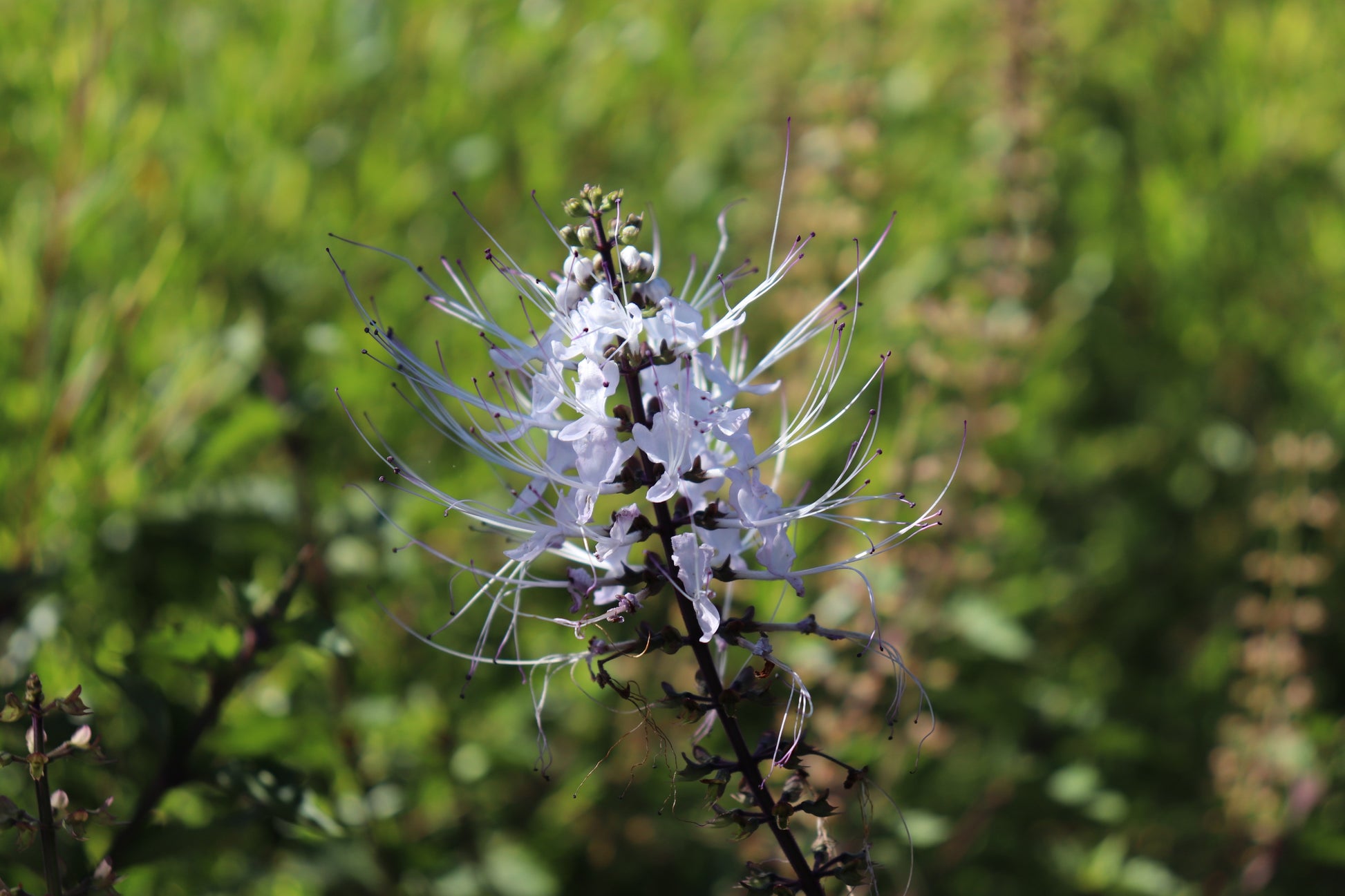 Close up photo of white whispy flower of the Orthosiphon aristatus plant