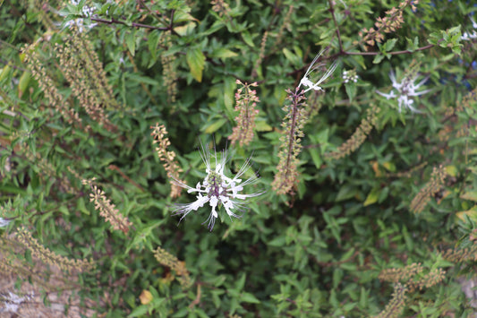 Orthosiphon aristatus plant in full bloom with multiple Cat's Whiskers flowers prominently displayed, set against a backdrop of dense greenery.