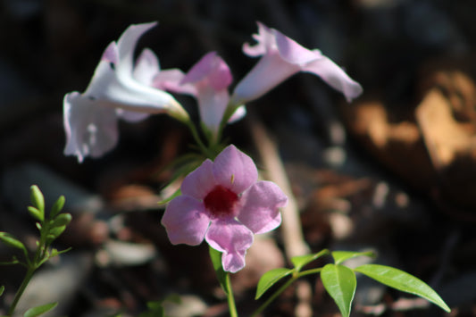 Delicate blossoms of Pandorea jasminoides, also known as Bower Vine, featuring pale pink petals with a vivid magenta throat, elegantly displayed against a natural, shaded background.