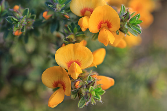 Close-up of the vibrant yellow and red flowers of Pultenaea villosa, featuring velvety texture and rich, green foliage background, perfect for adding bright colors to native Australian gardens.