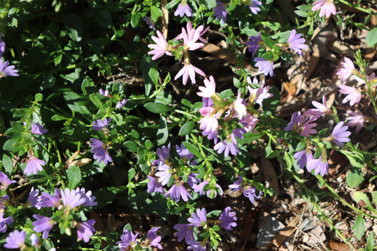 Vibrant purple flowers of Scaevola aemula spread across the ground, exhibiting fan-shaped blossoms amid rich green foliage, perfect for adding a splash of color to garden beds.