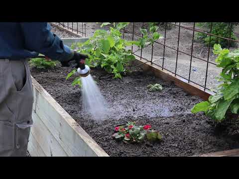 Video showing how to apply sugar cane mulch to garden